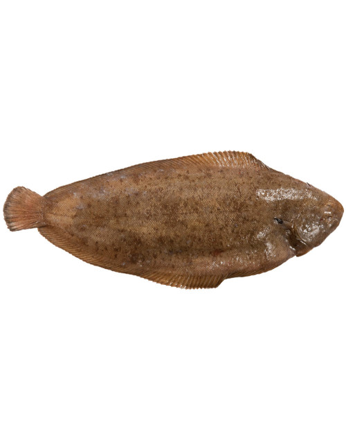 Sole - entier