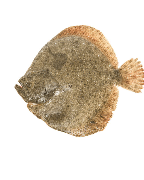 turbot - entier