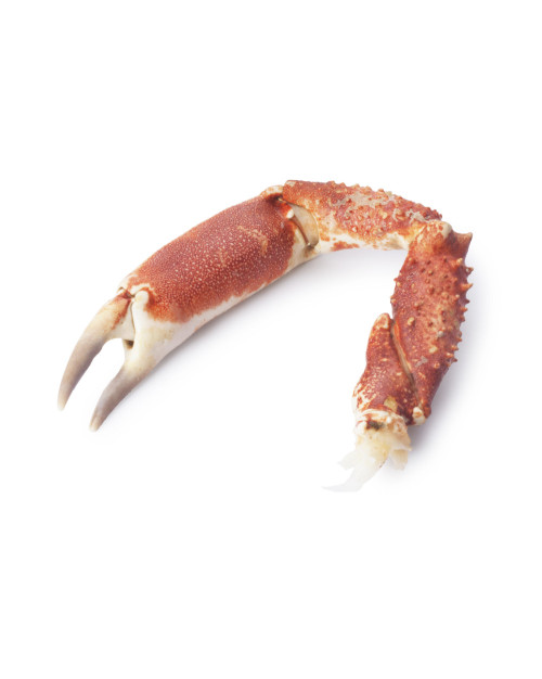 pinces araignée