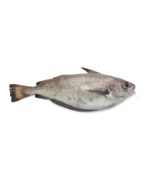Tacaud - entier